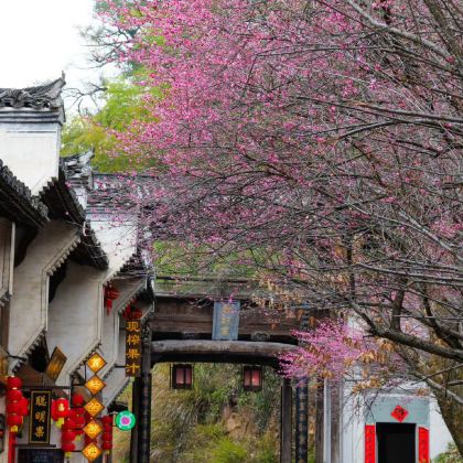 婺源+千岛湖景区+宏村景区+西递5日4晚私家团