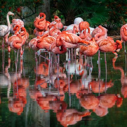 智利+复活节岛+秘鲁库斯科+马丘比丘12日10晚私家团