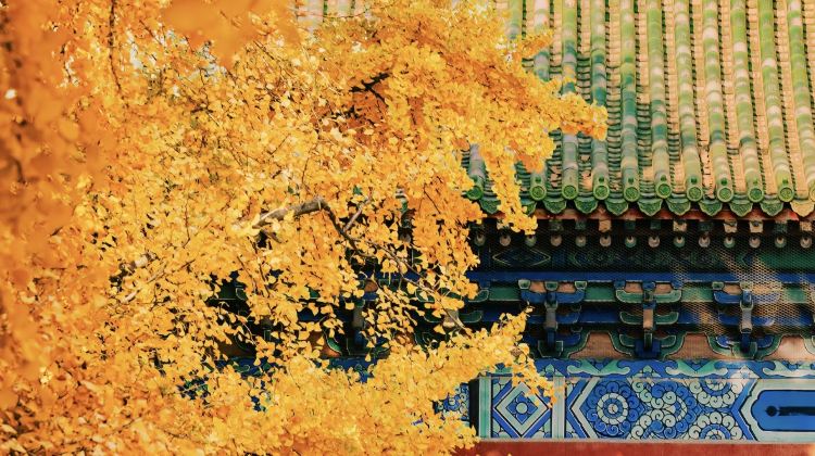 6D5N · Group Tours · Beijing + The Palace Museum + Mutianyu Great Wall + Prince Kung's Palace Museum + Summer Palace + Temple of Heaven
