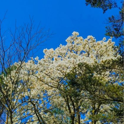 江西南昌+庐山4日3晚跟团游