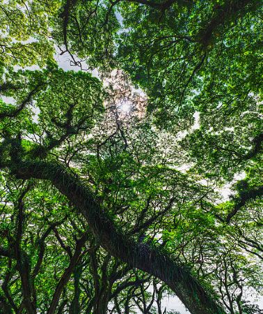3D2N • Indonesia · Banyuwangi Exclusive: De Djawatan Forest + Tabuhan Island Snorkeling + Kampung Wisata Batik Tampo & Sukamade Beach