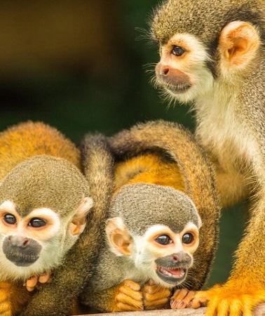 7D6N • Amazon Rainforest - Private Multi Day Tour