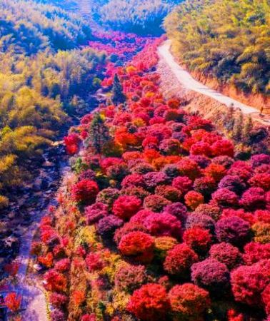 3日2晚 • 永州3天團 · 《瀟湘秋韻~十里紅妝》永州絕美秋色「藍山谷風景區」(賞湘江大峽谷千畝紅楓)   中國楓葉之鄉~永州藍山谷十里紅楓林 跨省遊