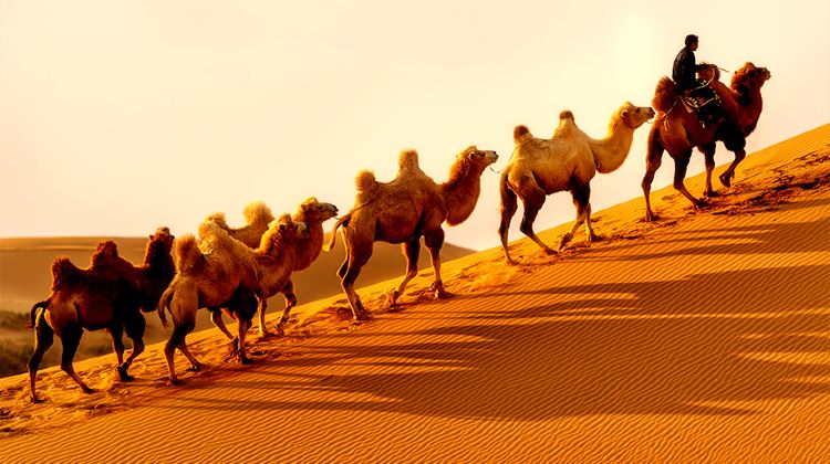 6-day 5-night · Private Tour · Hohhot + Ordos Prairie + Whistling Dune Bay + Kubuqi Desert