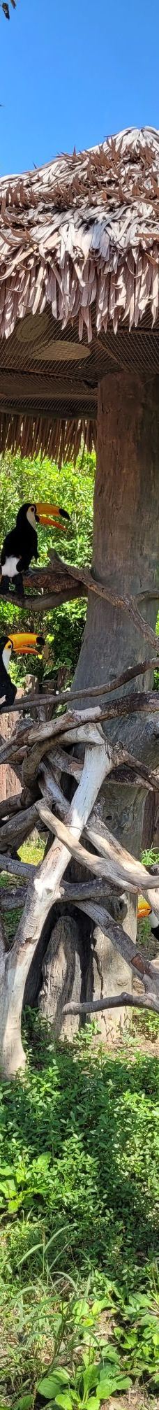 上海野生动物园-上海