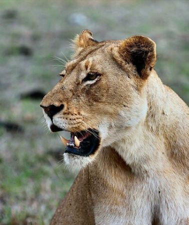 3D2N • 3 Days Mara Jambo Shared Safari Adventure
