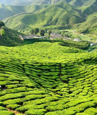 4D3N • 3-Night Cameron Highlands and Penang Tour from Kuala Lumpur