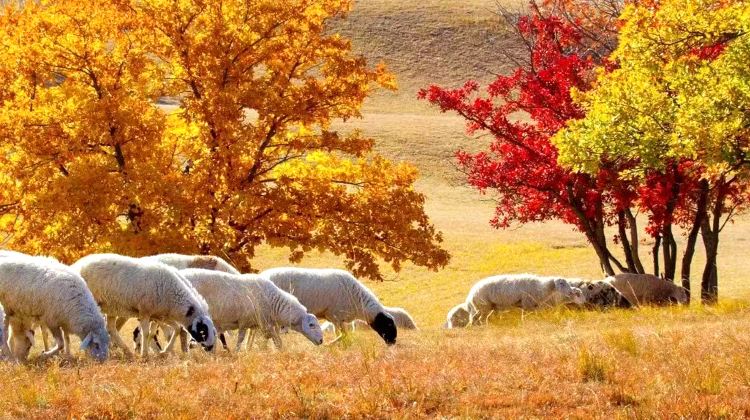 7-Day Beijing, Chengde & Ulan Butong Grassland  Discover Imperial Heritage, Majestic Great Wall, Charming Water Town and Vast Grassland in One Unforgettable Journey