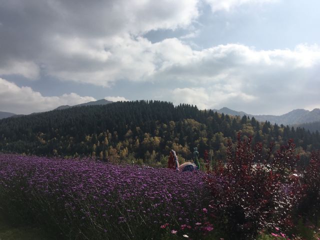 边麻沟花海(暂停开放)旅行图片 1