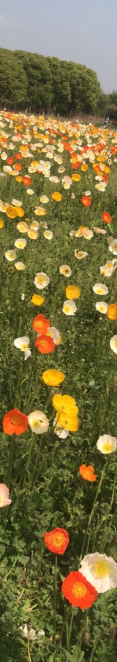 苏州中国花卉植物园-苏州