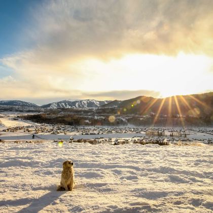 新疆北疆+伊犁9日8晚拼小团