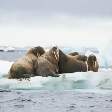 北极+斯瓦尔巴+奥斯陆郡14日跟团游