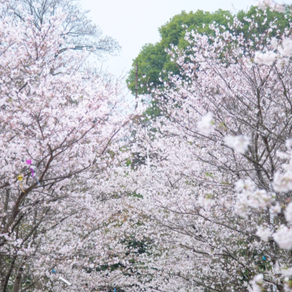 江西庐山风景名胜区3日2晚拼小团