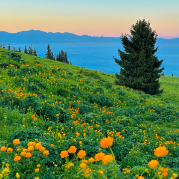 新疆阿勒泰地区+喀纳斯景区+禾木风景区5日4晚跟团游