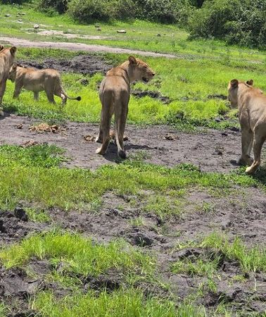 5D4N • 5-Day Victoria Falls, Hwange, and Chobe Safari Adventure