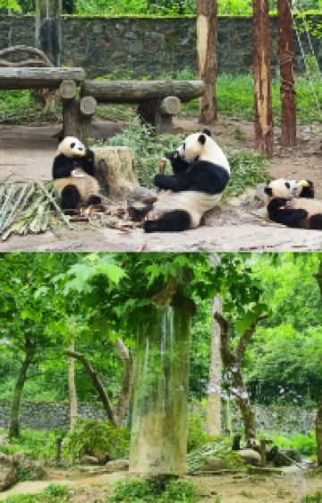 成都+重庆+成都大熊猫繁育研究基地+三星堆博物馆+青城山+都江堰景区+武侯祠6日5晚跟团游图片