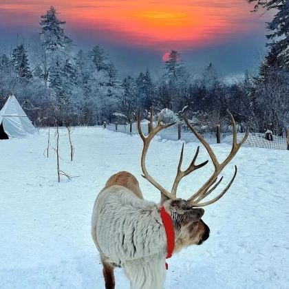 吉林长白山景区+延吉+哈尔滨6日5晚跟团游