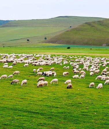 4D3N • 4 Days Tour: Central Mongolia