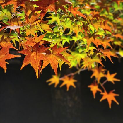 日本大阪+京都+奈良6日5晚拼小团