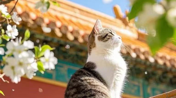 北京5日4晚私家团·5分甄选0差评+点客服赠送什刹海胡同漫步,早定无忧约故宫【你好北京 A线 繁华区希尔顿系列酒店 位置绝&B线 高分新装亚朵&C线二环内精选四钻&D线高性价比之选】游热门5A景点 八达岭 天坛通票 颐和园 北京5日4晚私家团·5分甄选0差评+点客服赠送什刹海胡同漫步,早定无忧约故宫【你好北京 A线 繁华区希尔顿系列酒店 位置绝&B线 高分新装亚朵&C线二环内精选四钻&D线高性价比之选】游热门5A景点 八达岭 天坛通票 颐和园