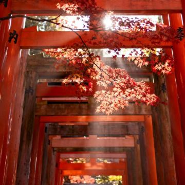 日本东京+大阪+富士山+京都+奈良+忍野村7日6晚跟团游