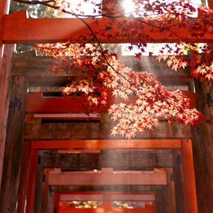 日本东京+大阪+富士山+京都+奈良市+忍野村7日6晚跟团游