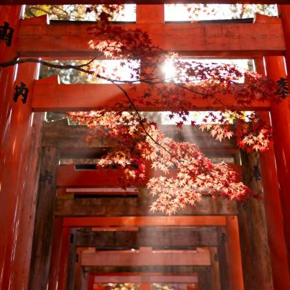 日本东京+大阪+富士山+京都+奈良+忍野村7日6晚跟团游