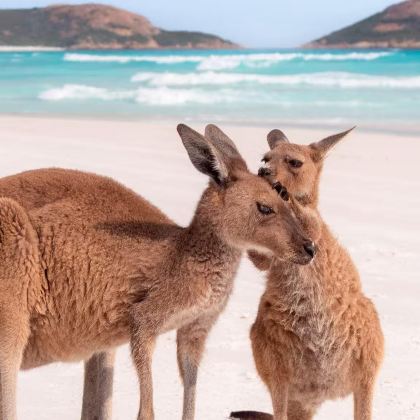 澳大利亚墨尔本+堪培拉+悉尼+奥尔伯里8日6晚跟团游