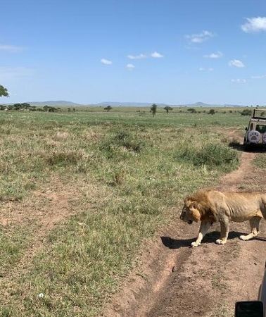 4D3N • 04 Days Tarangire, Serengeti and Ngorongoro crater group (Camping