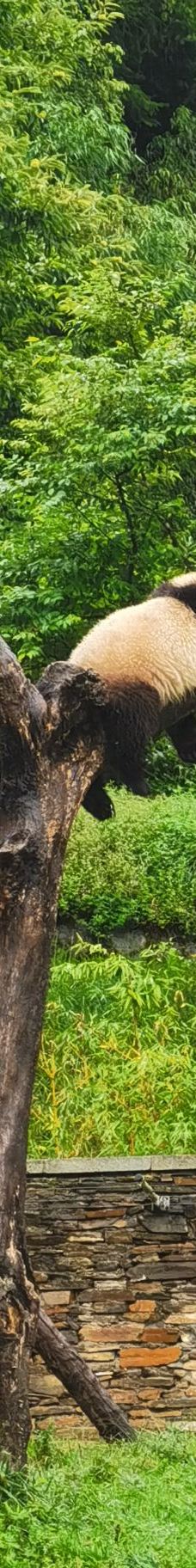 卧龙中华大熊猫苑神树坪基地-汶川