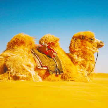 内蒙古呼和浩特+辉腾锡勒草原+响沙湾+成吉思汗陵4日3晚私家团