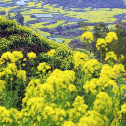 江西南昌+庐山+景德镇+婺源+三清山风景区6日5晚跟团游