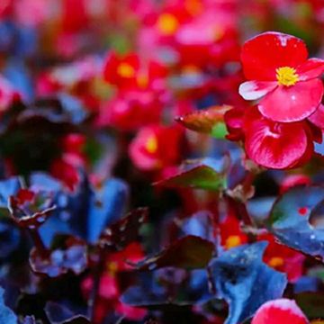 江西庐山风景名胜区3日2晚私家团