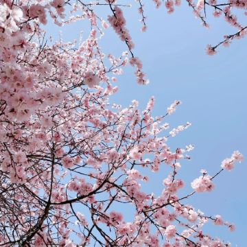 江西南昌+庐山风景名胜区4日3晚跟团游