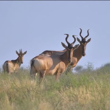 南非+肯尼亚+津巴布韦+赞比亚15日12晚跟团游