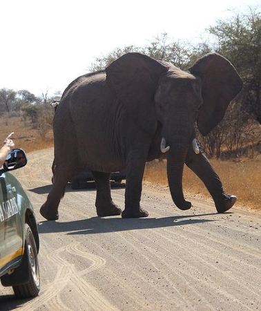 7D6N • 7 Day Classic Kruger National Park Safari