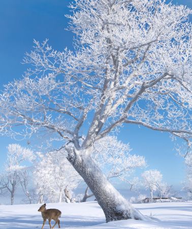 5日4晚 • 哈爾濱-亞布力滑雪旅遊度假區-雪鄉