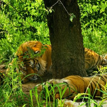 哈尔滨+伊春+五大连池市+齐齐哈尔6日5晚自由行