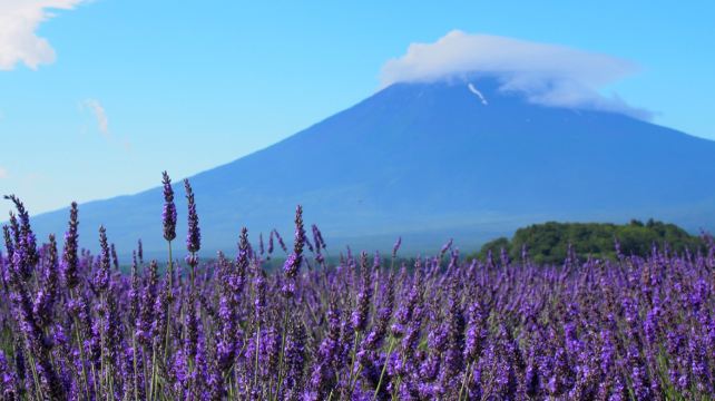 14-Day Classic Japan Tour·Kanazawa, Kyoto, Hiroshima, Mt. Fuji & Tokyo Adventure