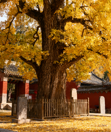 5 天•河南+西安+少林寺+嵩山少林景區—塔林+龍門石窟+關林廟+華山+秦始皇帝陵博物院「兵馬俑」西安博物院+永興坊