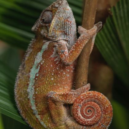 马达加斯加+毛里求斯+留尼汪（法属）+塞舌尔15日14晚私家团