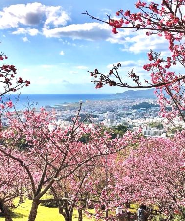 5日4晚 • 冬季避寒好去處－沖繩｜連住Trip.com 4鑽標準自選酒店・觀賞鯨鯊－美麗海水族館、新晉SNS熱門打卡點－沖繩便便博物館・行程可調