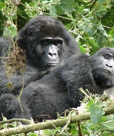 4D3N • 4 Days Gorilla experience Uganda
