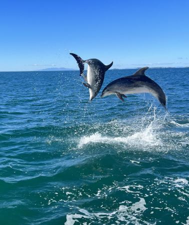 3D2N • New Zealand North Island + Hobbiton™ Movie Set Tours and Te Puia Maori cultural night experience + Mount Tarawera Crater + Whale and dolphin watching
