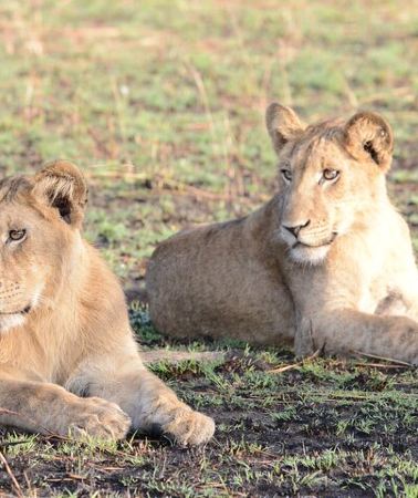13D12N • 13 Day Uganda Safari with Gorillas, Chimps & Tree climbing lions
