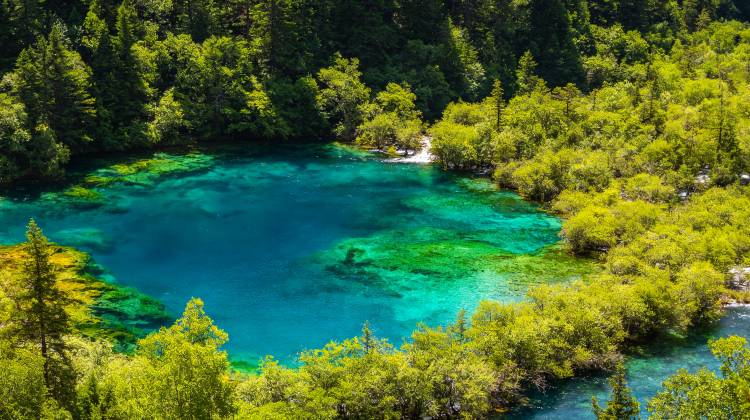5D4N · Private Tours · Trip Limited Promo: Sichuan Classics + Panda & Jiuzhaigou & Huanglong & Sanxingdui + Premium Hotel & VIP Lounge & SIM Card