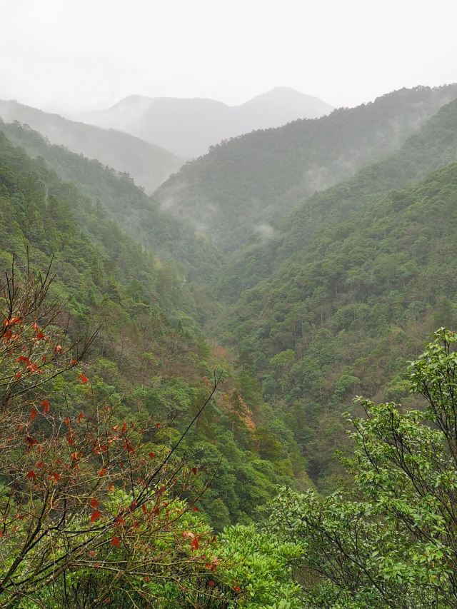 浙江乌岩岭国家级自然保护区旅行图片 6