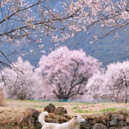 林芝+波密+拉萨+南迦巴瓦峰+羊卓雍错+纳木措景区9日8晚私家团