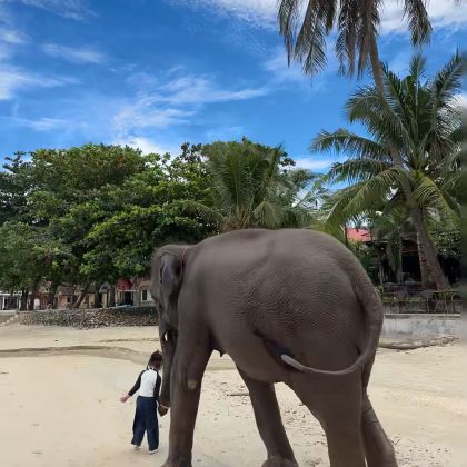 曼谷+象岛+芭堤雅6日5晚拼小团