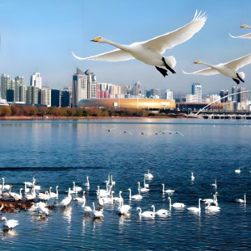 三门峡+陕州地坑院+函谷关历史文化旅游区+三门峡大坝风景区+三门峡市虢国博物馆2日1晚私家团